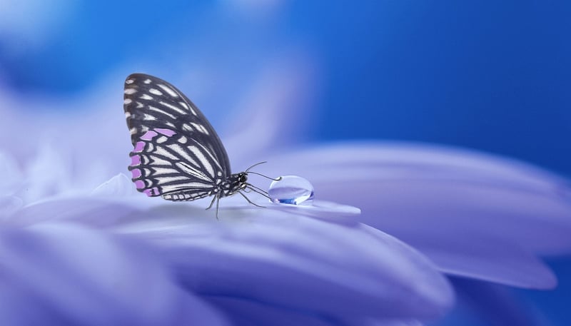Fairy in the Garden